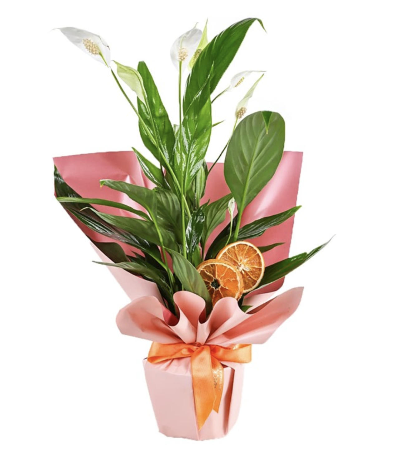 Spathiphyllum Affection (Barış Çiçeği)