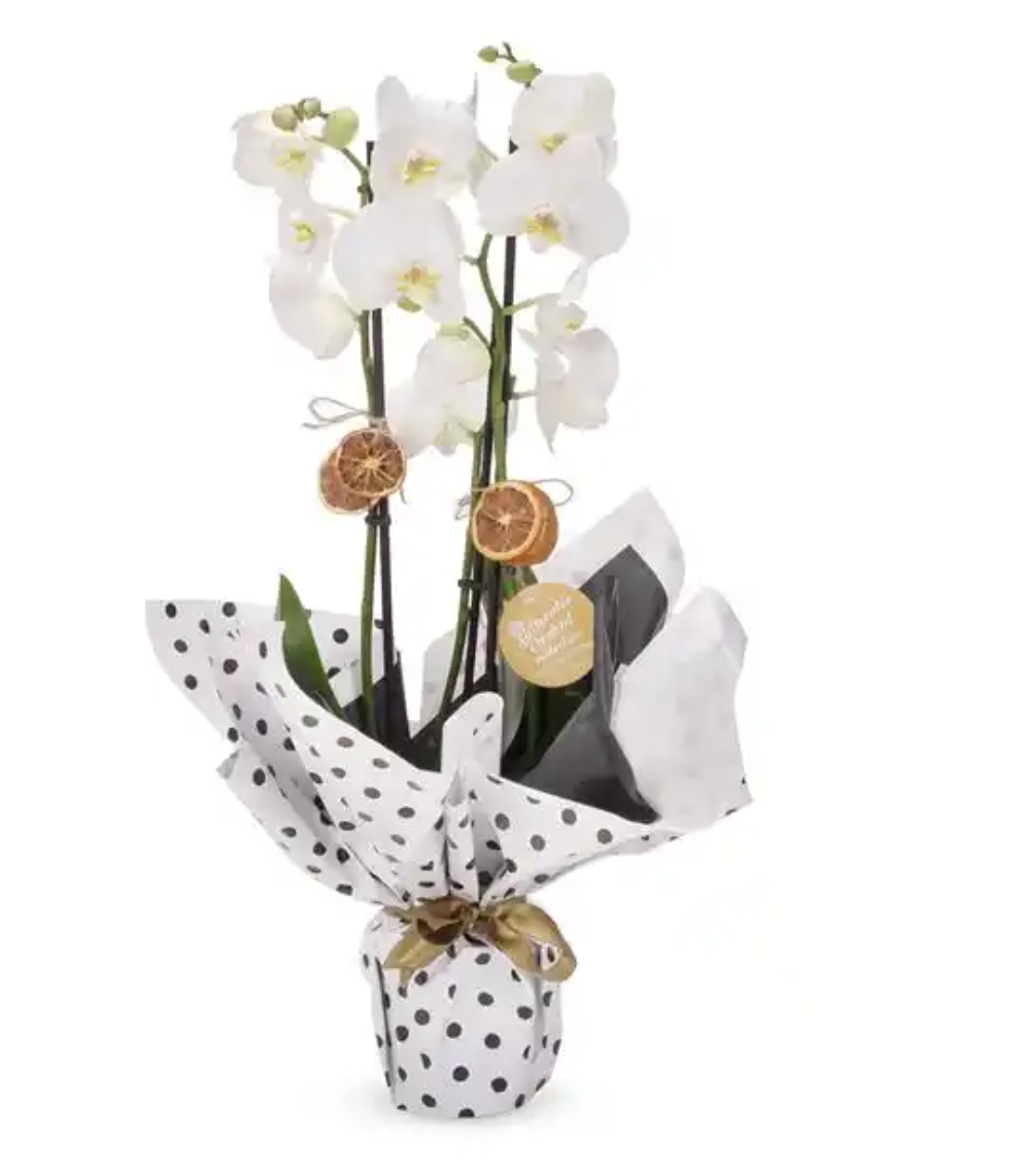 Rose Radiance Renkli Güller