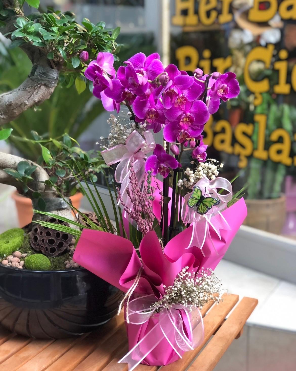 Çift Dal Mor Orkide